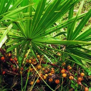 Chiết xuất cây cọ lùn