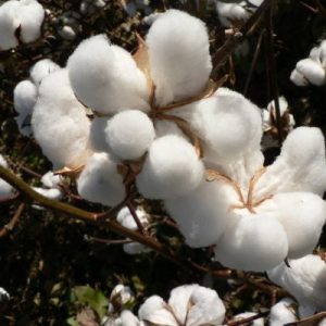 Chiết xuất tế bào gốc bông cotton